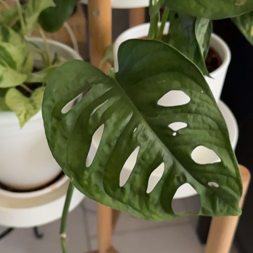 Photo of the plant species Monstera Monkey Mask by @HoorayWaxflower named Ronaldo on Greg, the plant care app