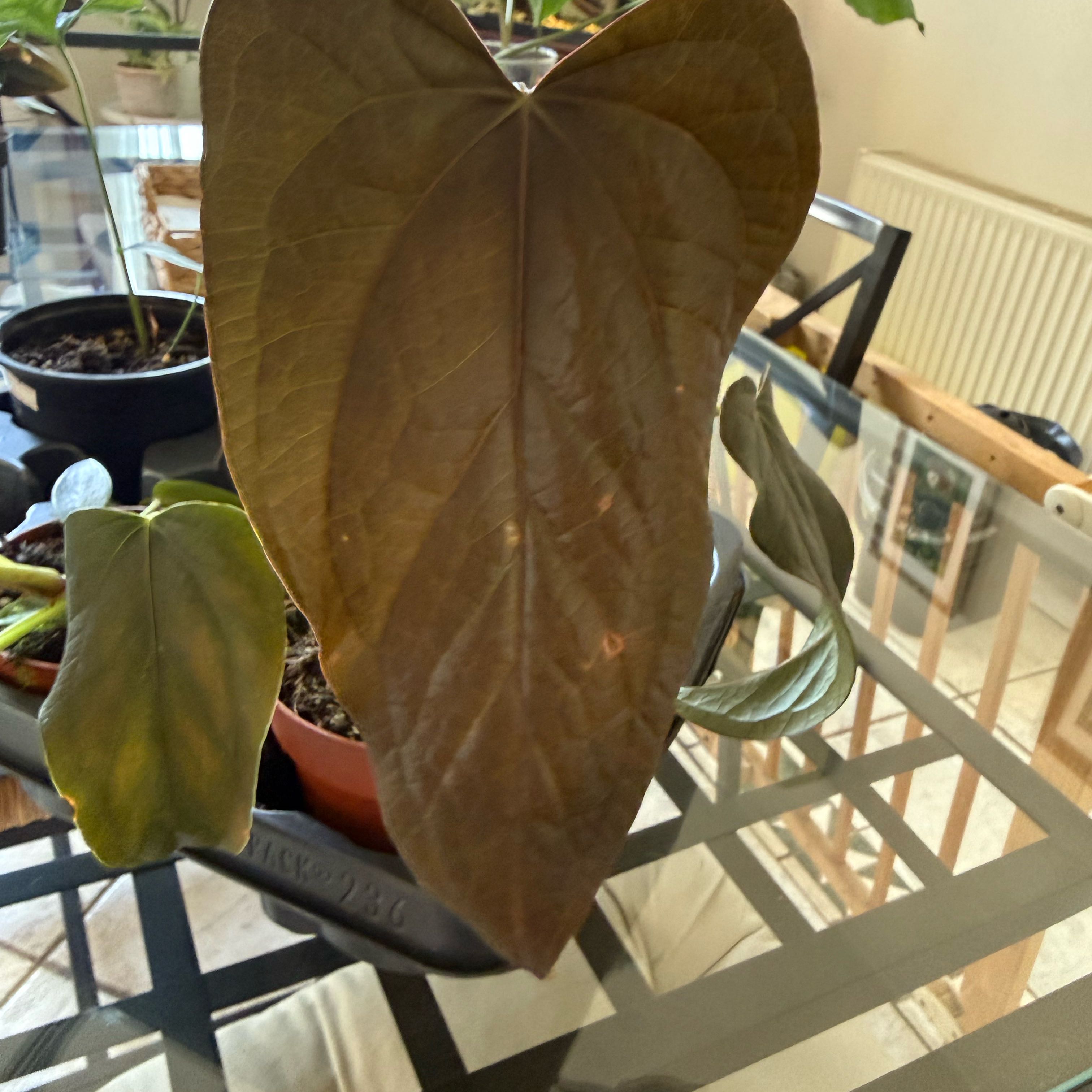 Photo of the plant species Anthurium 'Queen of Hearts' by @HoorayWaxflower named Stella on Greg, the plant care app