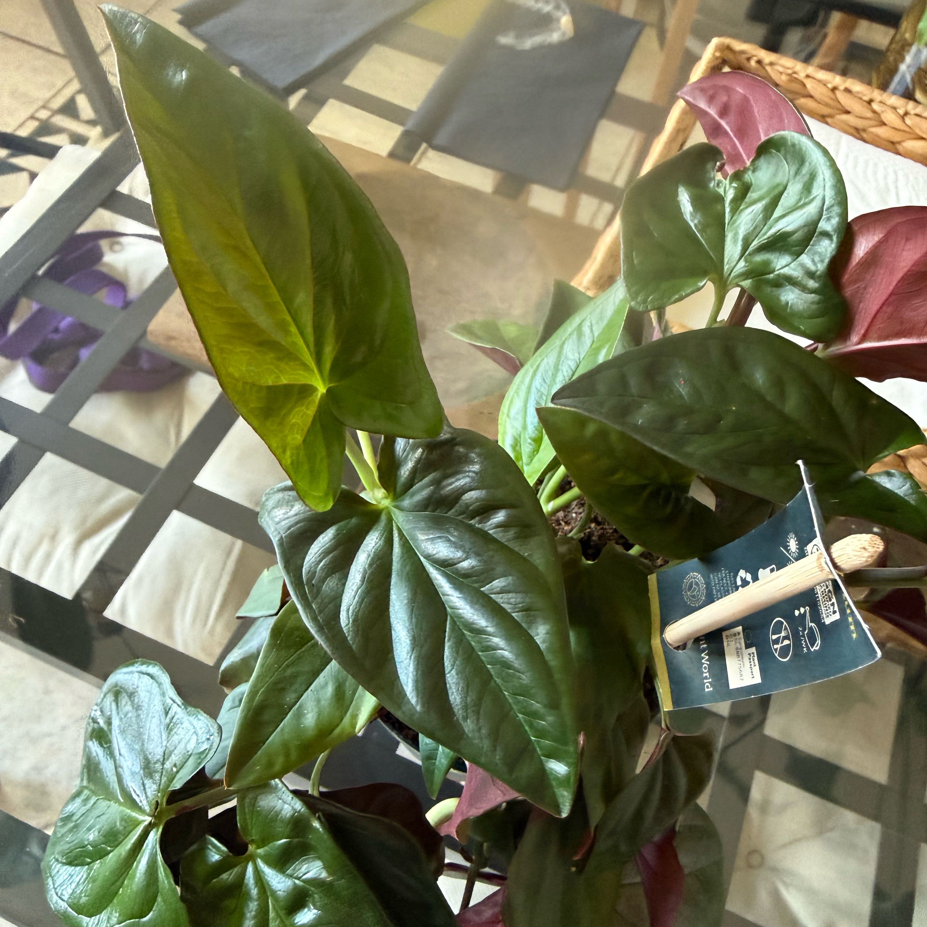 Photo of the plant species Syngonium Chocolate by @HoorayWaxflower named Kesha on Greg, the plant care app