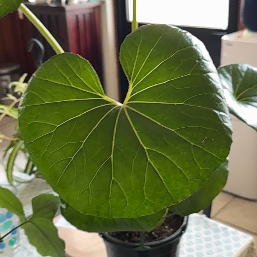 Photo of the plant species Leopard Plant by @HoorayWaxflower named Bella on Greg, the plant care app