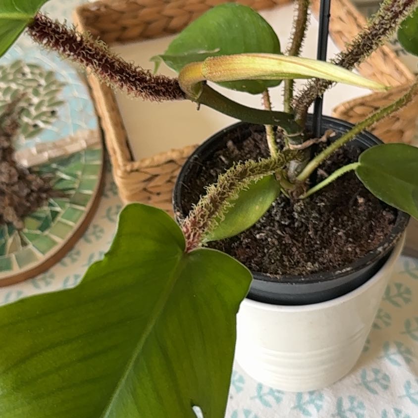 Photo of the plant species Hairy Philodendron by @HoorayWaxflower named da Vinci on Greg, the plant care app