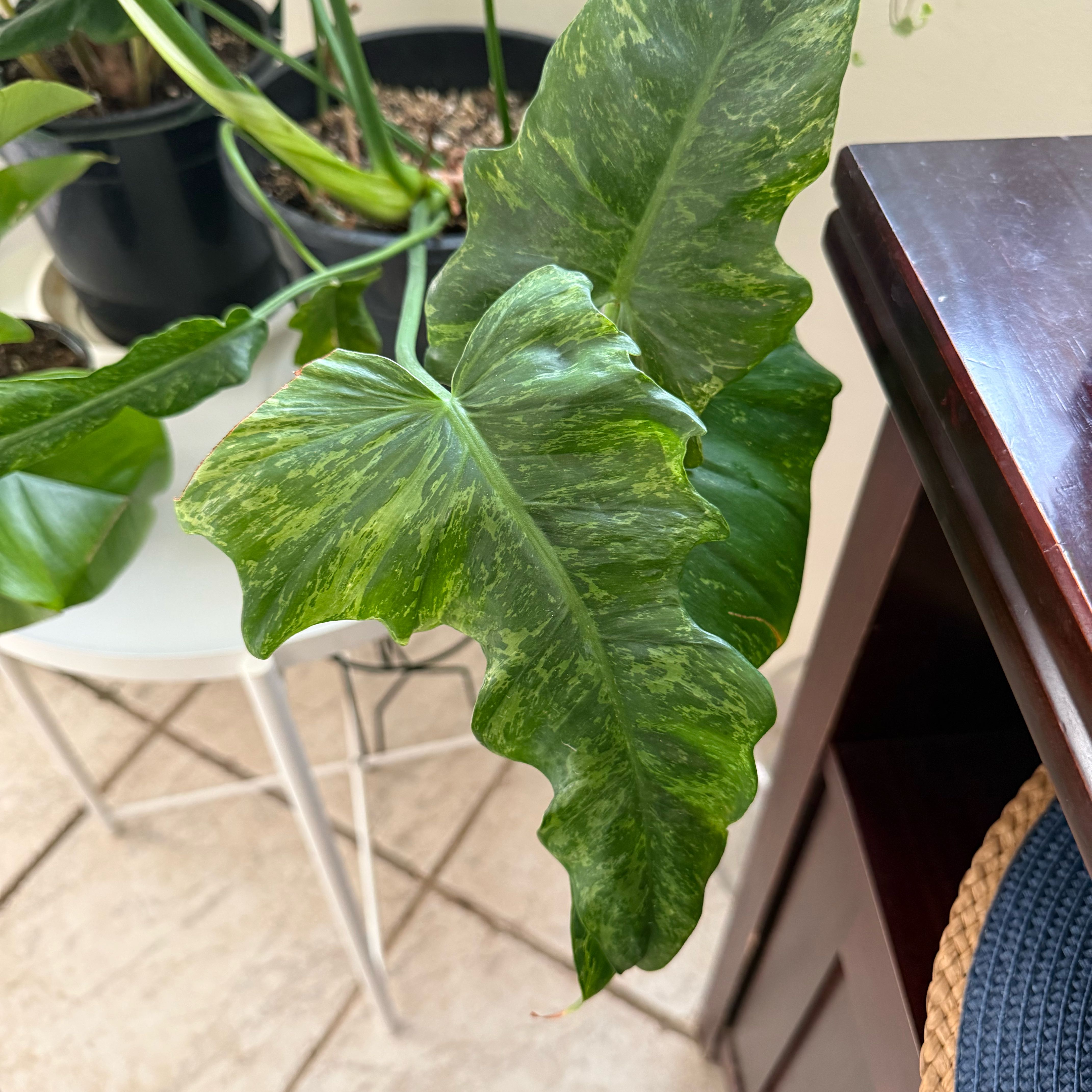 Photo of the plant species Philodendron 'Lime Fiddle' by @HoorayWaxflower named Orlando Bloom on Greg, the plant care app