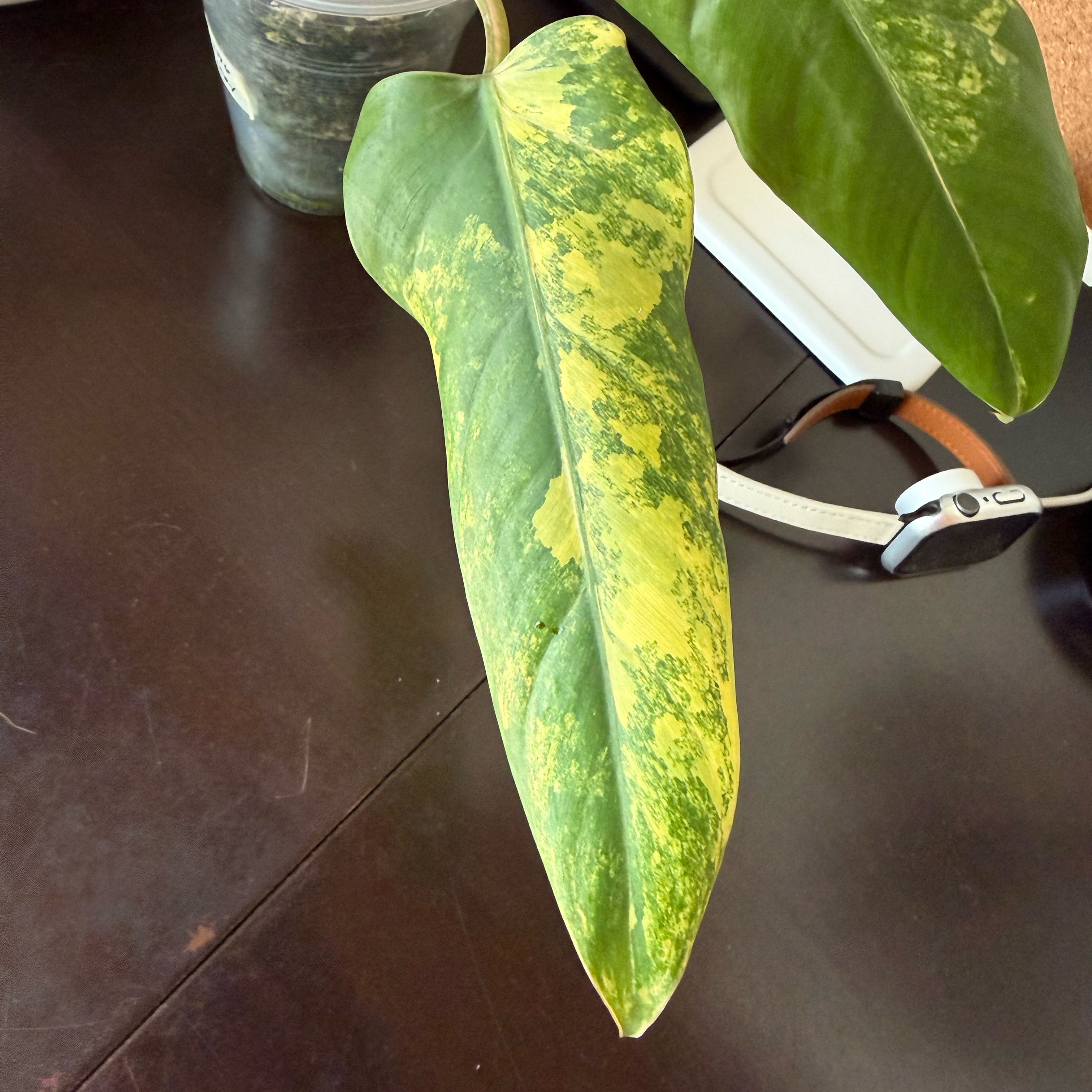 Photo of the plant species Spadeleaf Philodendron by @HoorayWaxflower named Lavender on Greg, the plant care app