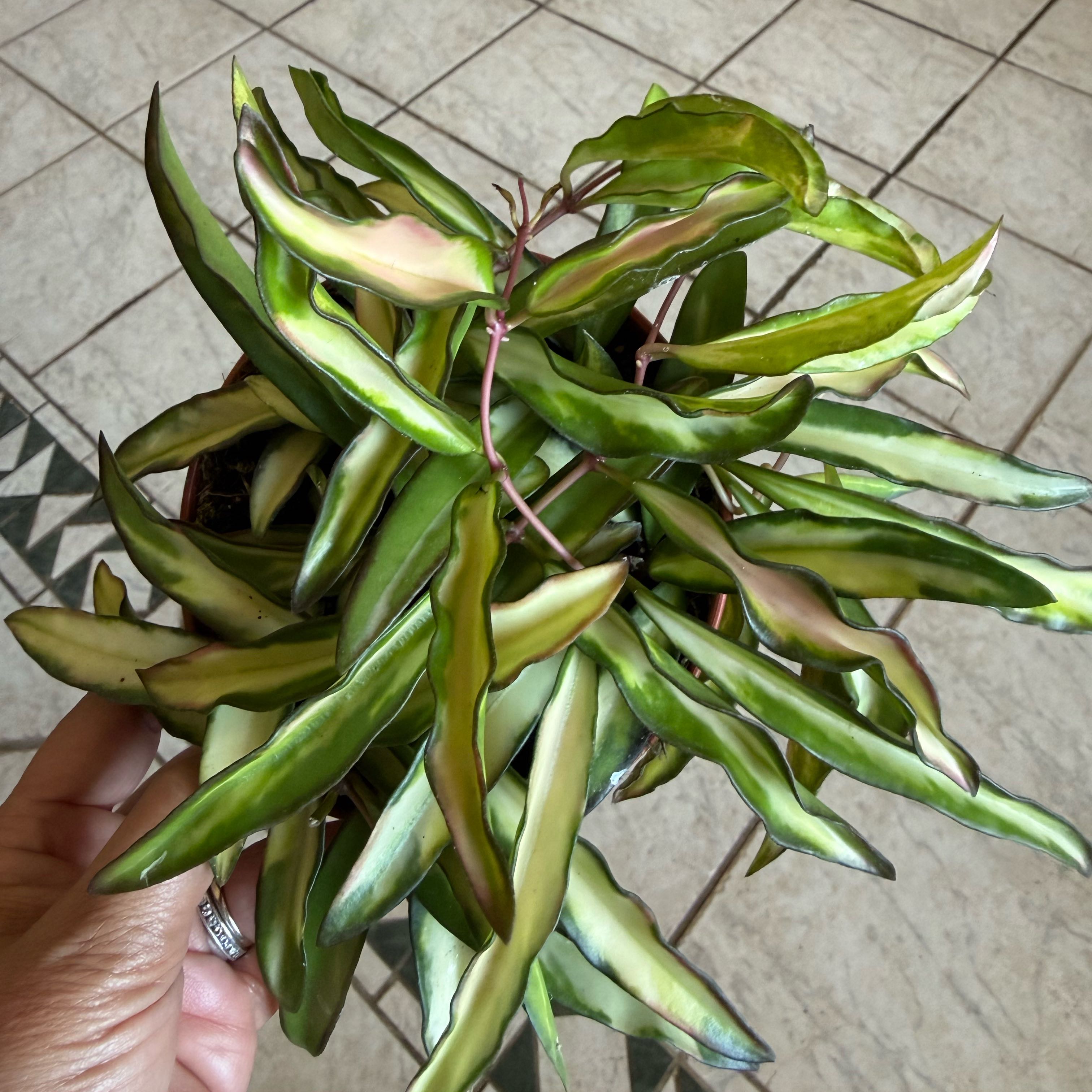 Photo of the plant species Stringbean Hoya by @HoorayWaxflower named Gregarious on Greg, the plant care app