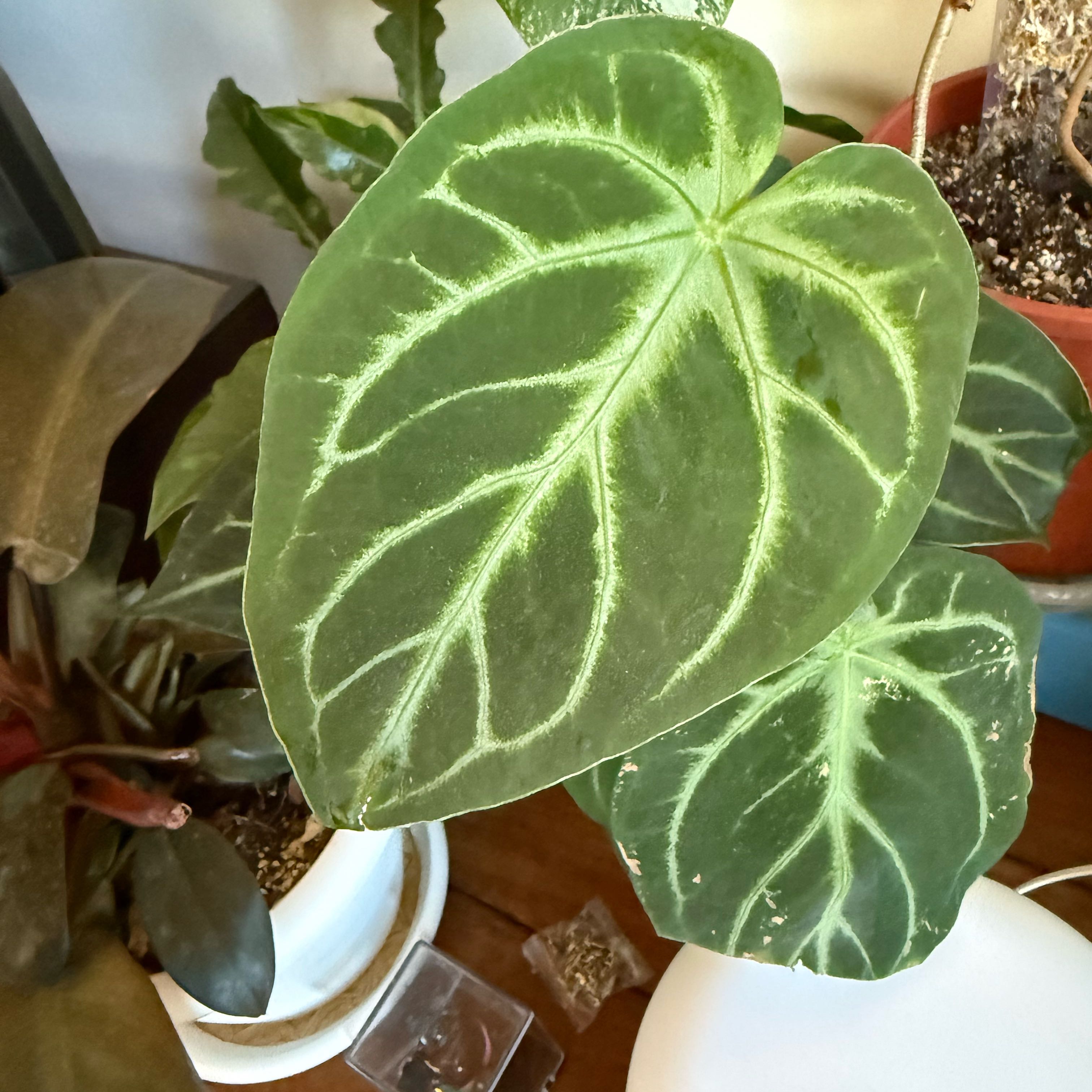 Photo of the plant species Anthurium by @HoorayWaxflower named Sherlock on Greg, the plant care app