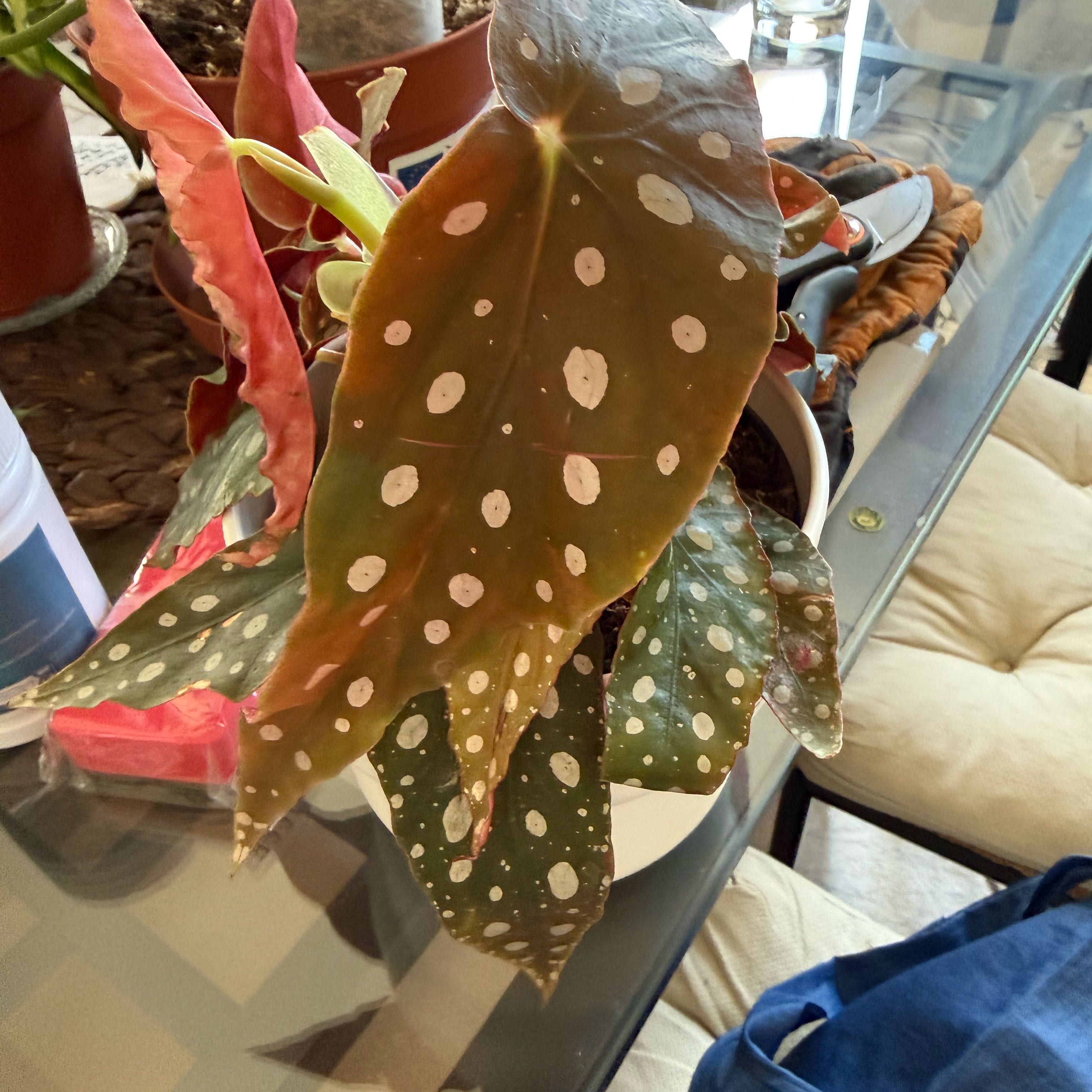 Photo of the plant species Polka Dot Begonia by @HoorayWaxflower named Rosa on Greg, the plant care app