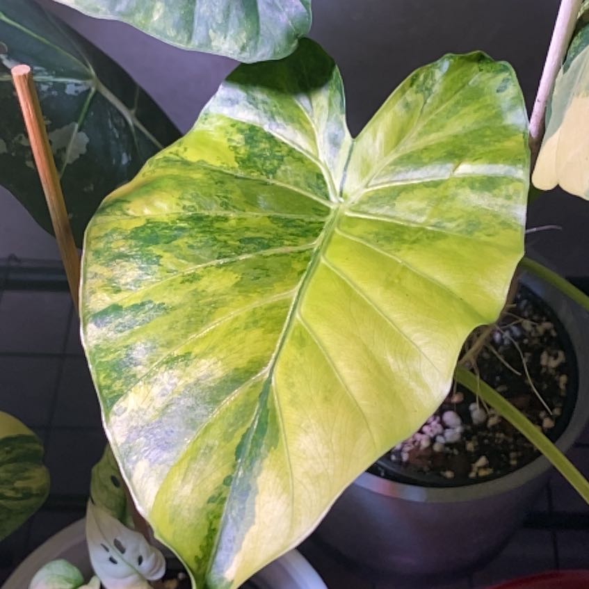 Photo of the plant species Alocasia gageana 'Aurea' by @JosefinsPlants named Alocasia Aurea on Greg, the plant care app