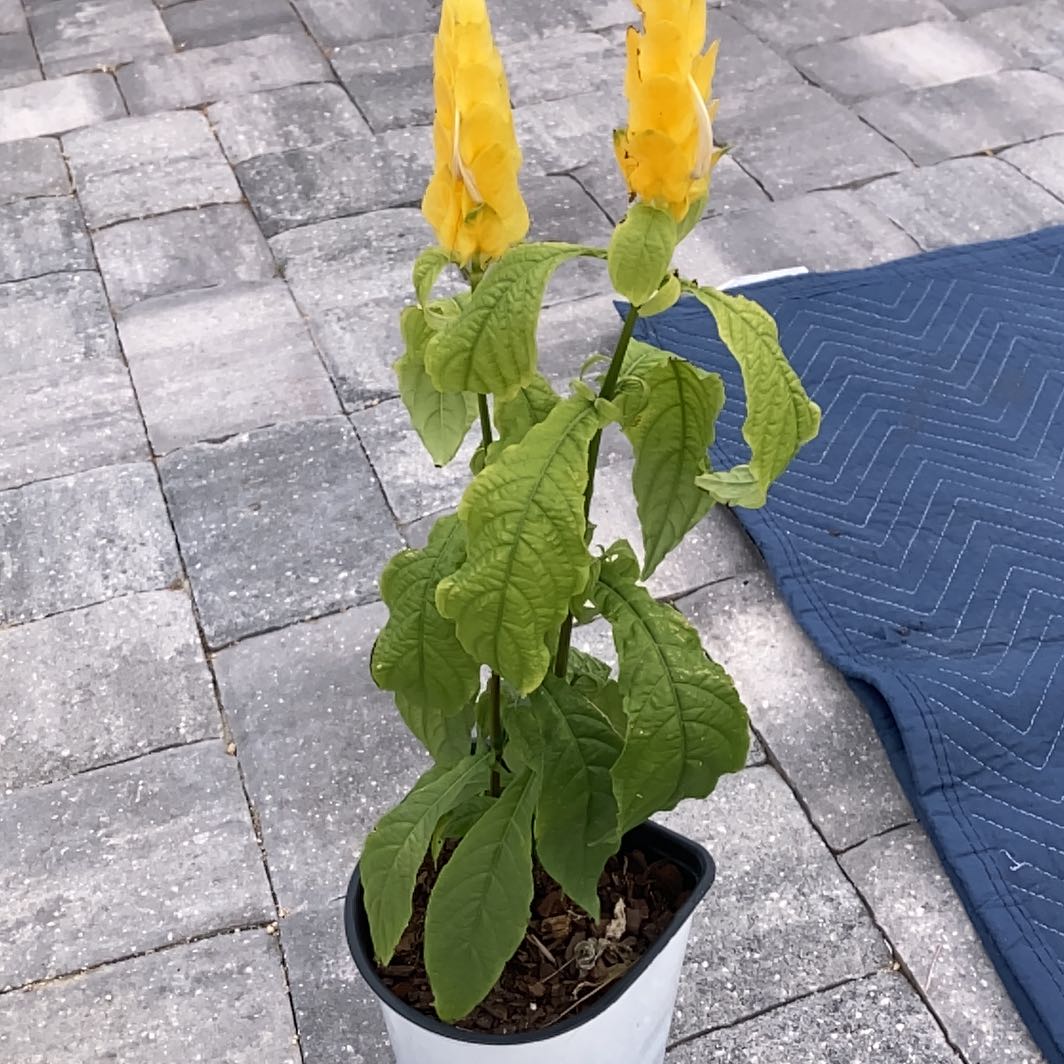 Potted Lollipop Plant with yellow flower spikes and green leaves.