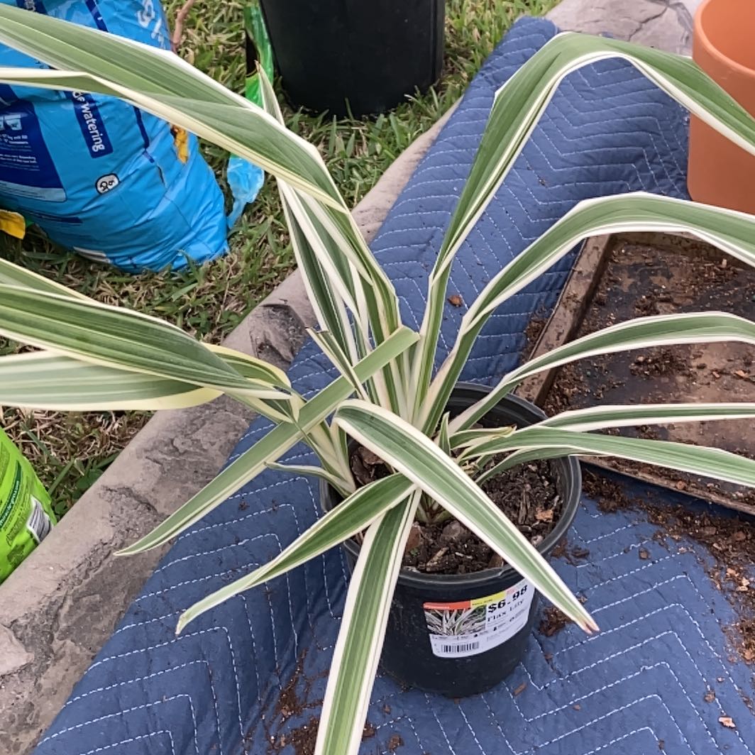 Tasman Flax-Lily plant in a pot with variegated leaves on a blue mat.
