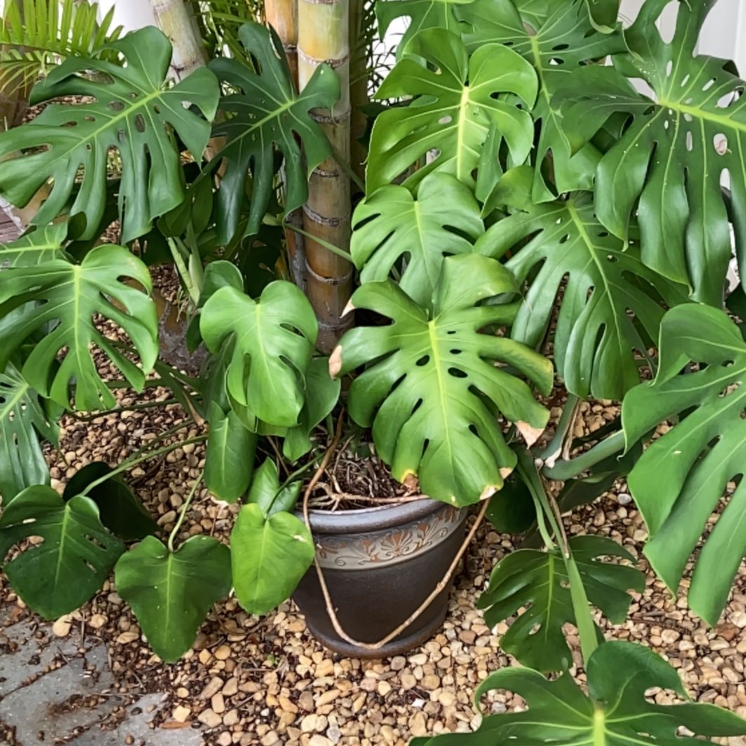What to Do If Monstera Has Root Rot: Essential Steps to Save It