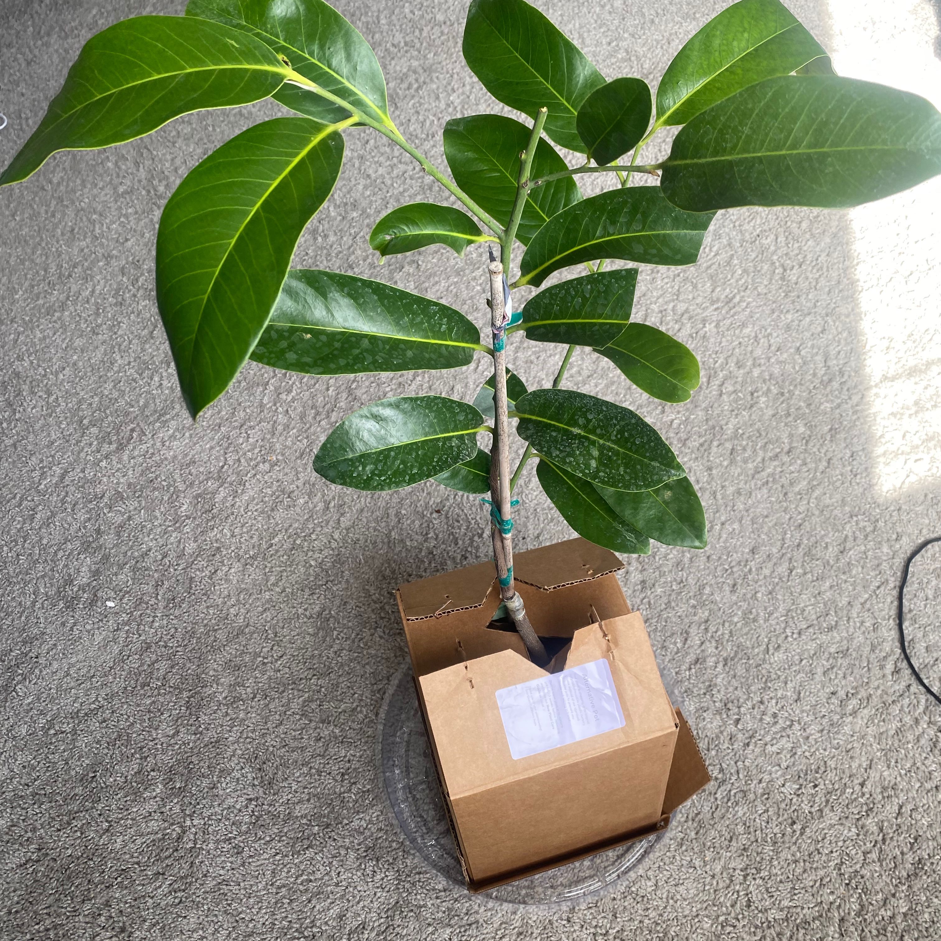 Photo of the plant species Black Sapote by @GoodGutweed named Willow on Greg, the plant care app