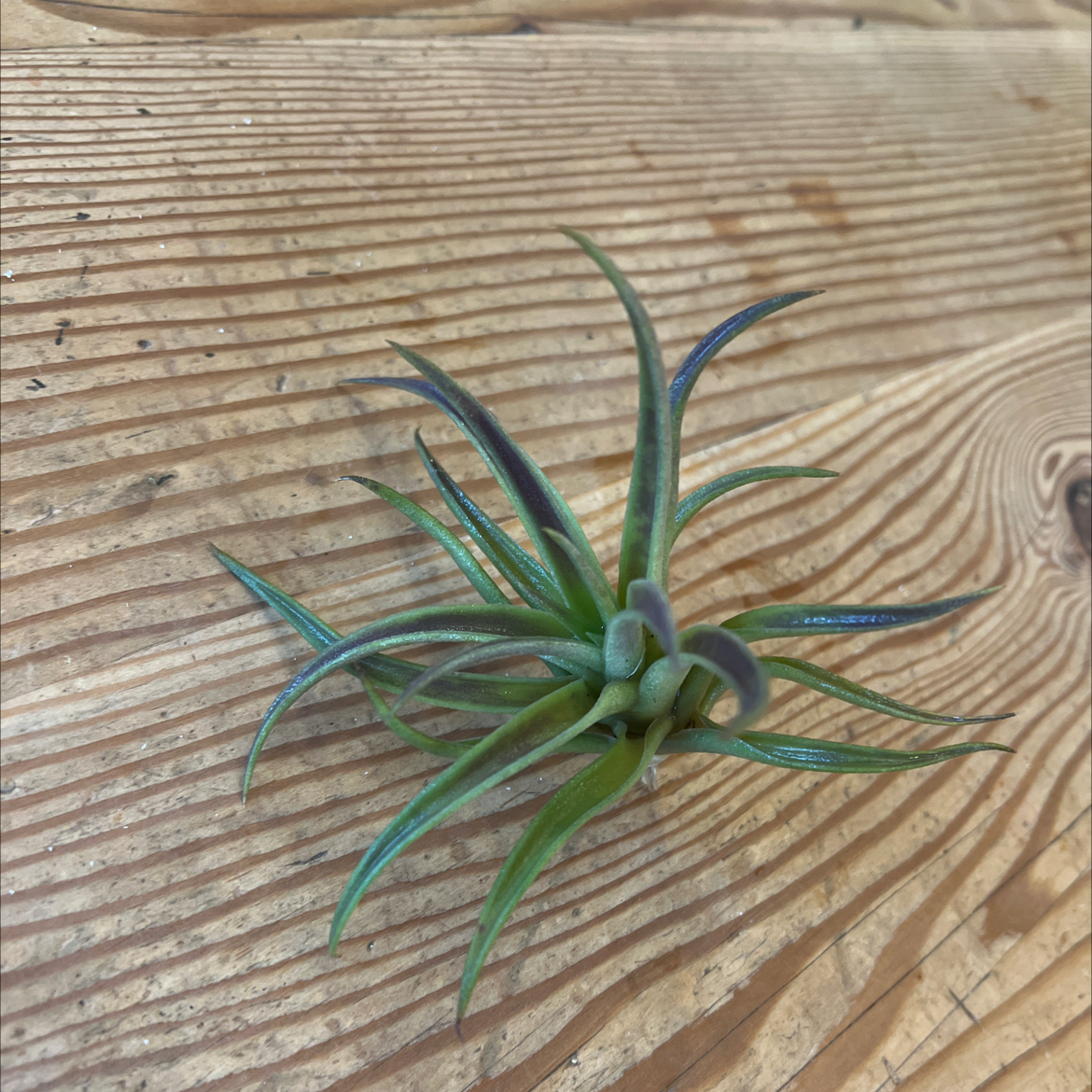 Aeranthos Air Plant on a wooden surface, appears healthy.
