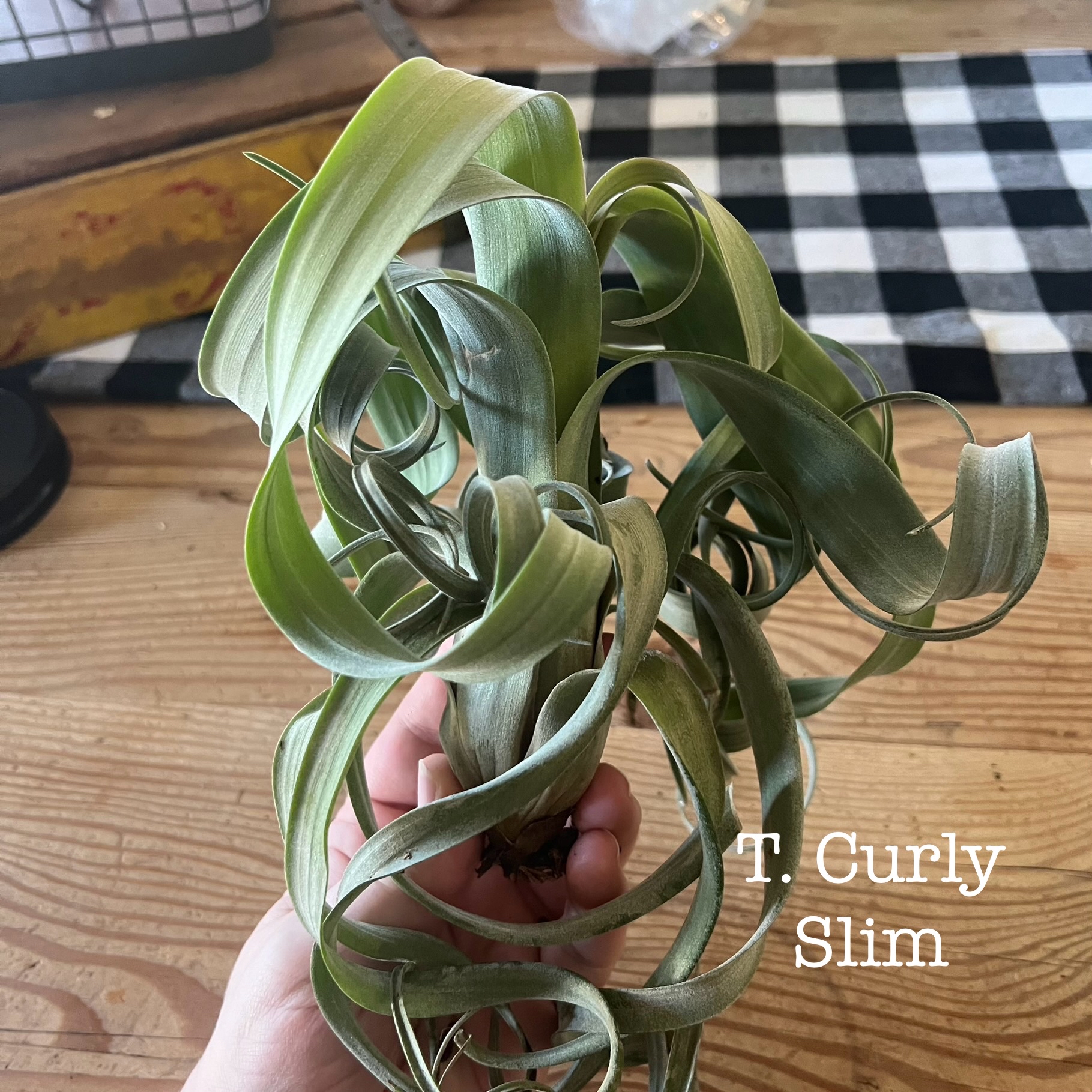 Photo of the plant species Curly Slim Air Plant by @TheOddAsity named Helena on Greg, the plant care app