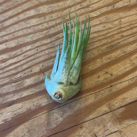 Photo of the plant species Ionantha Peanut by @TheOddAsity named Artemis on Greg, the plant care app