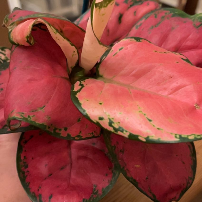 Photo of the plant species Aglaonema 'Ruby Ray' by @TheOddAsity named Mercury on Greg, the plant care app