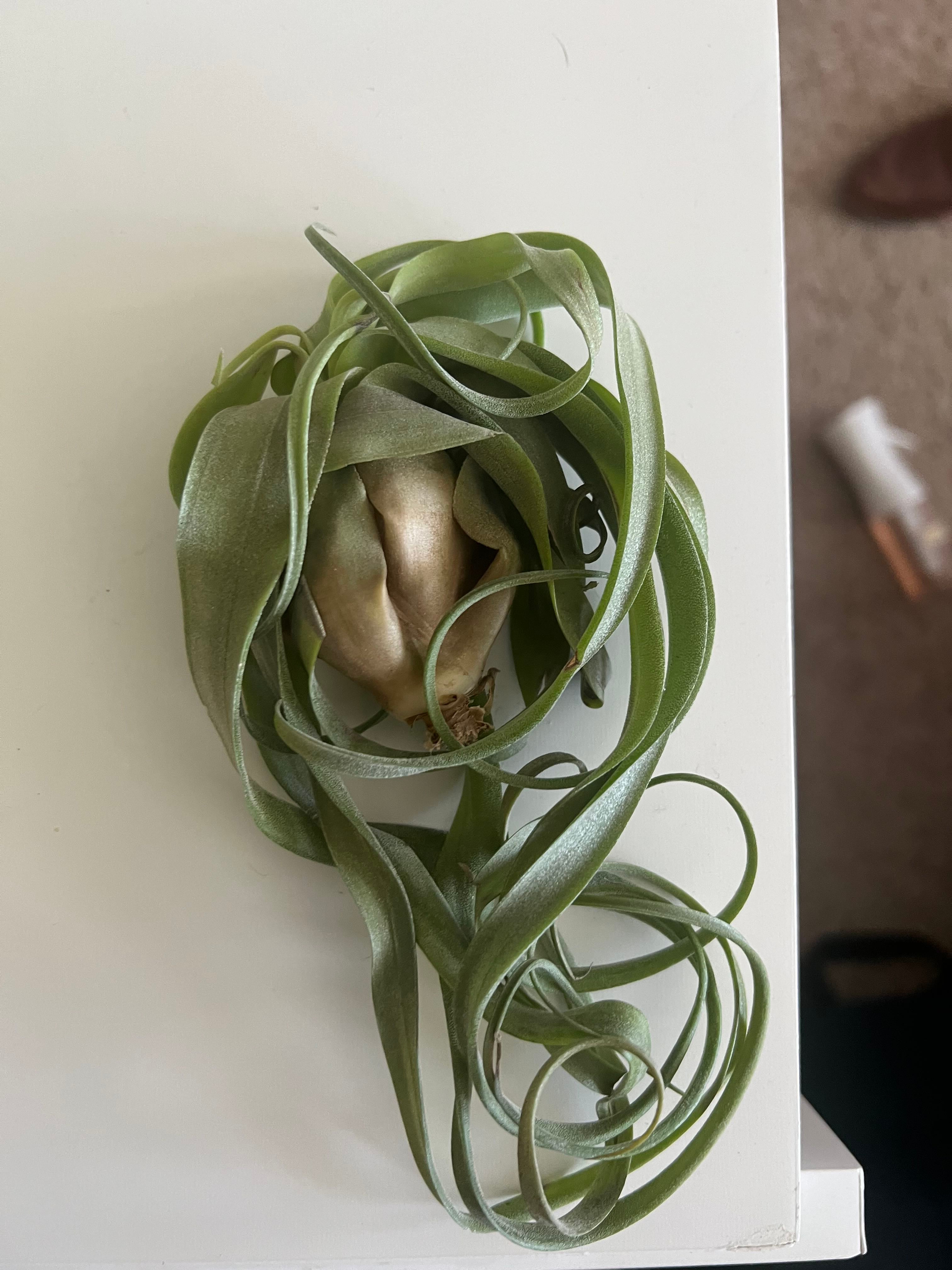 How to Care for Shirley Temple Air Plant: Mastering Water