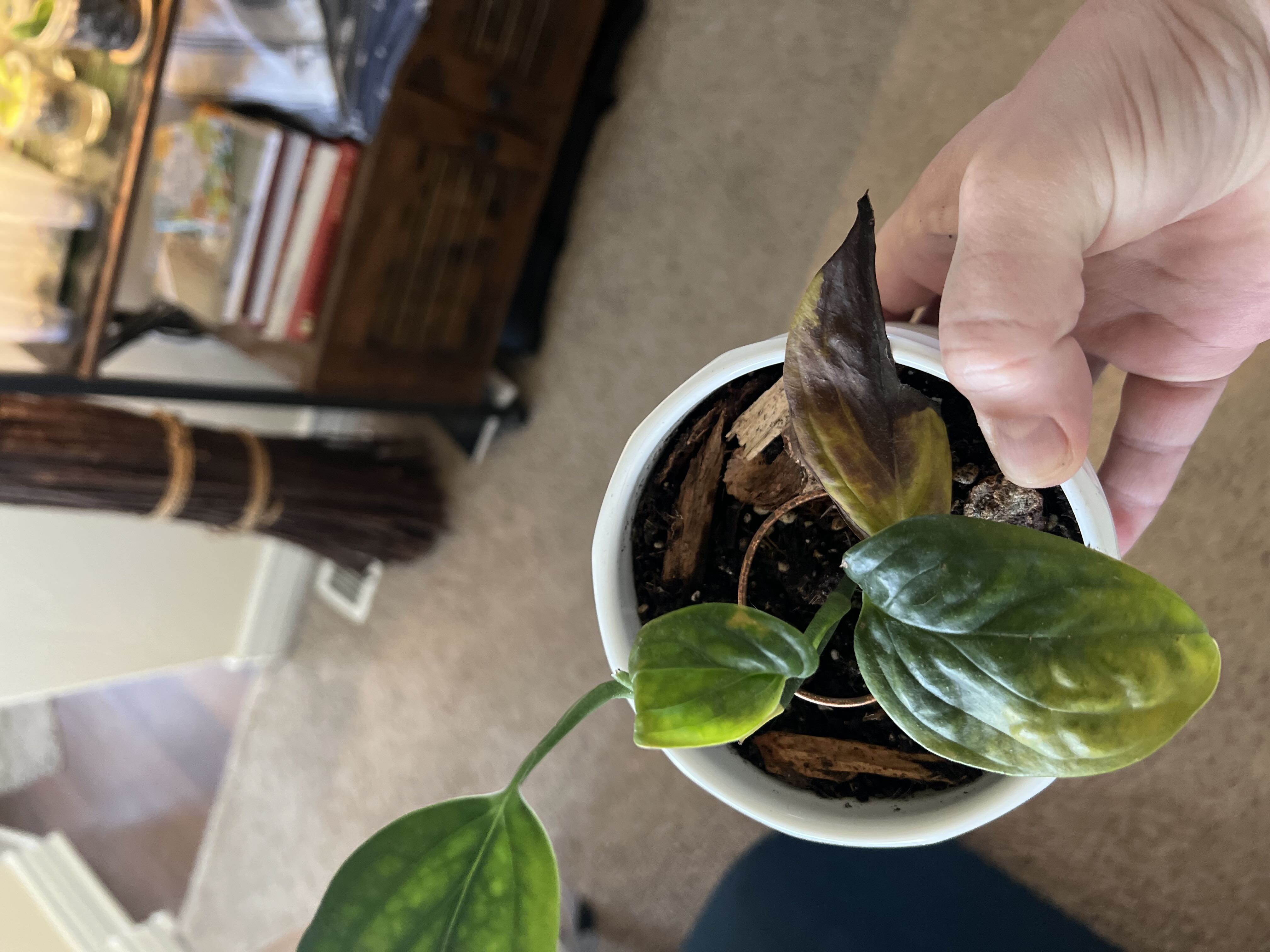 Photo from the post