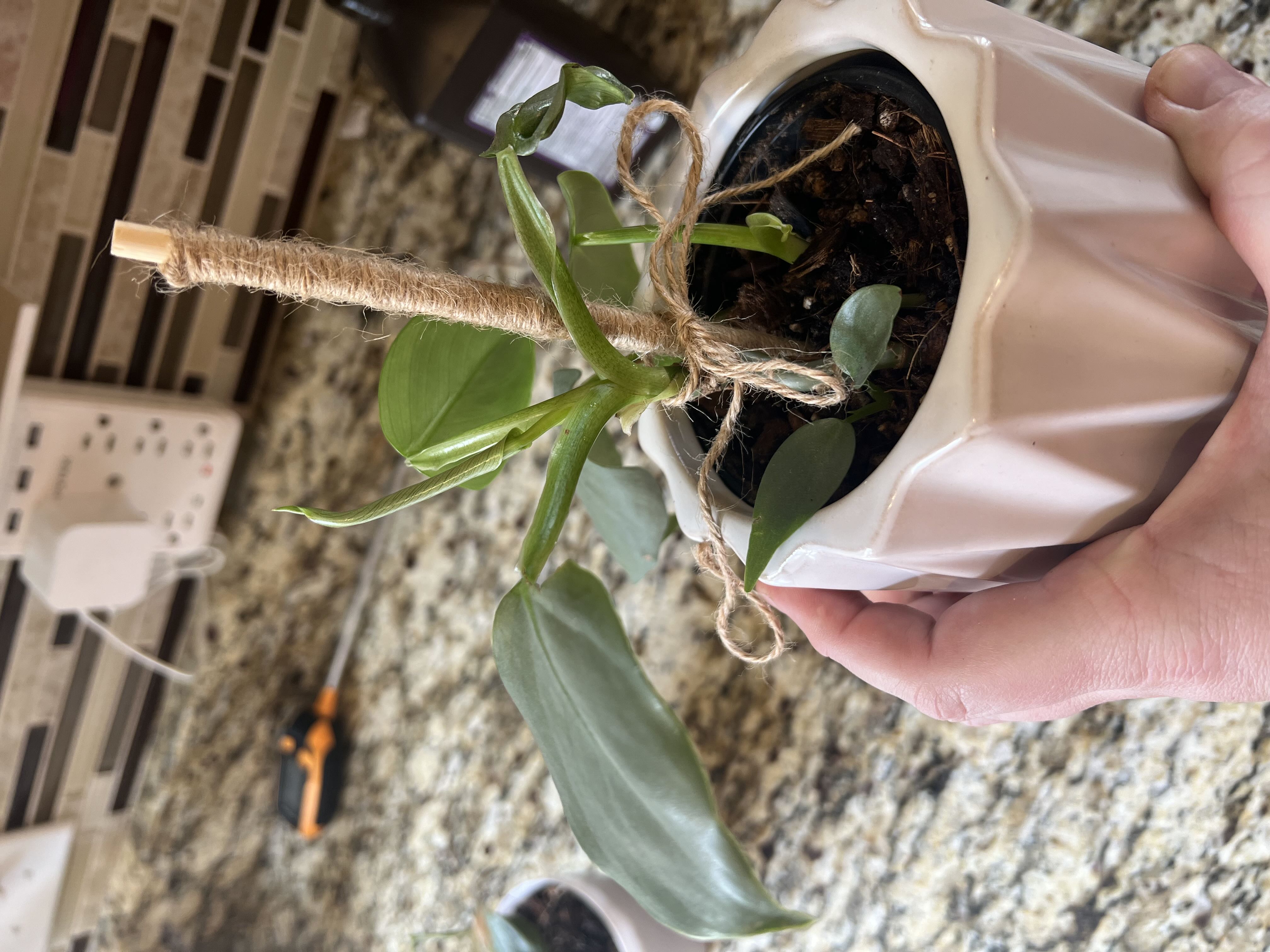 Photo from the post