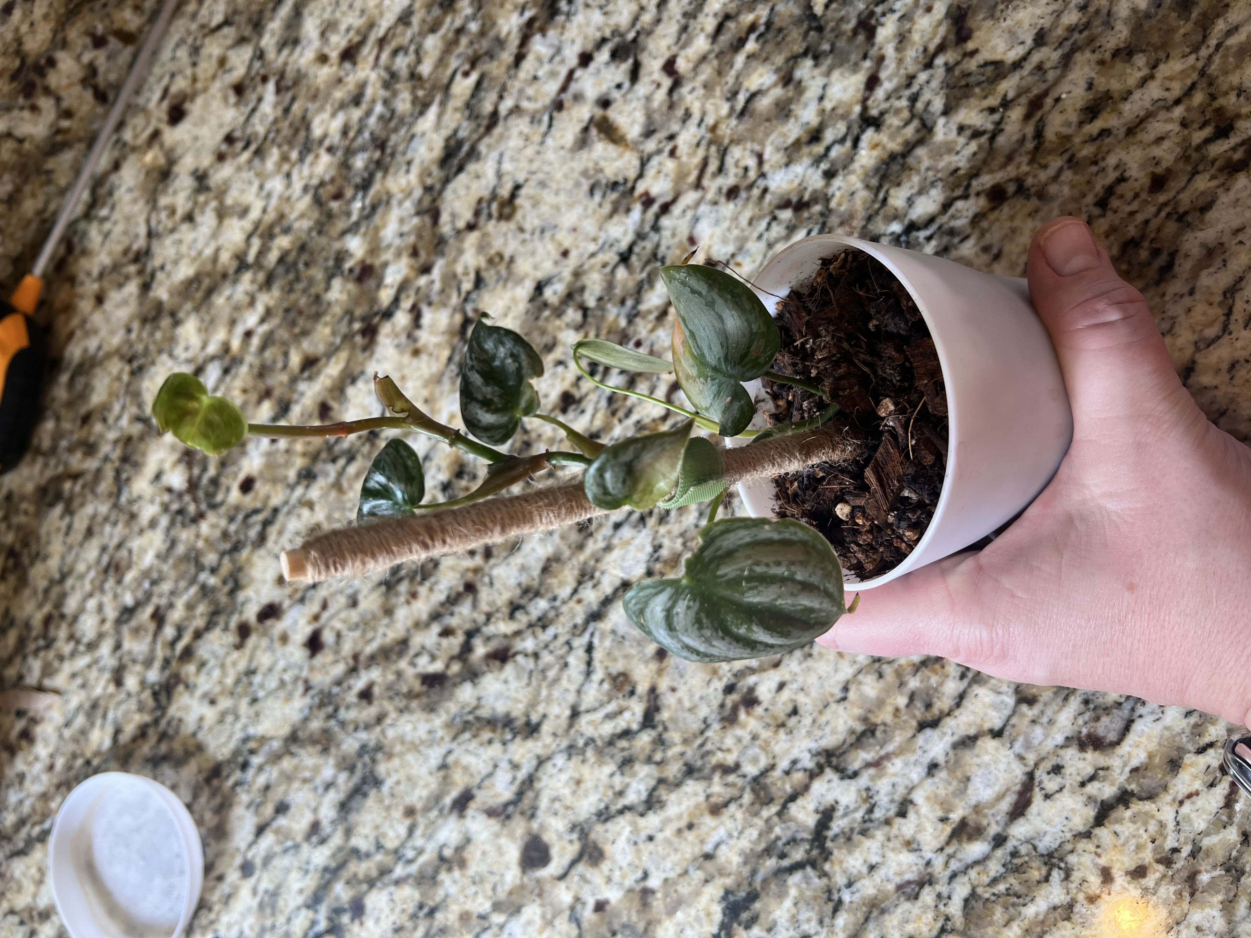 Photo from the post