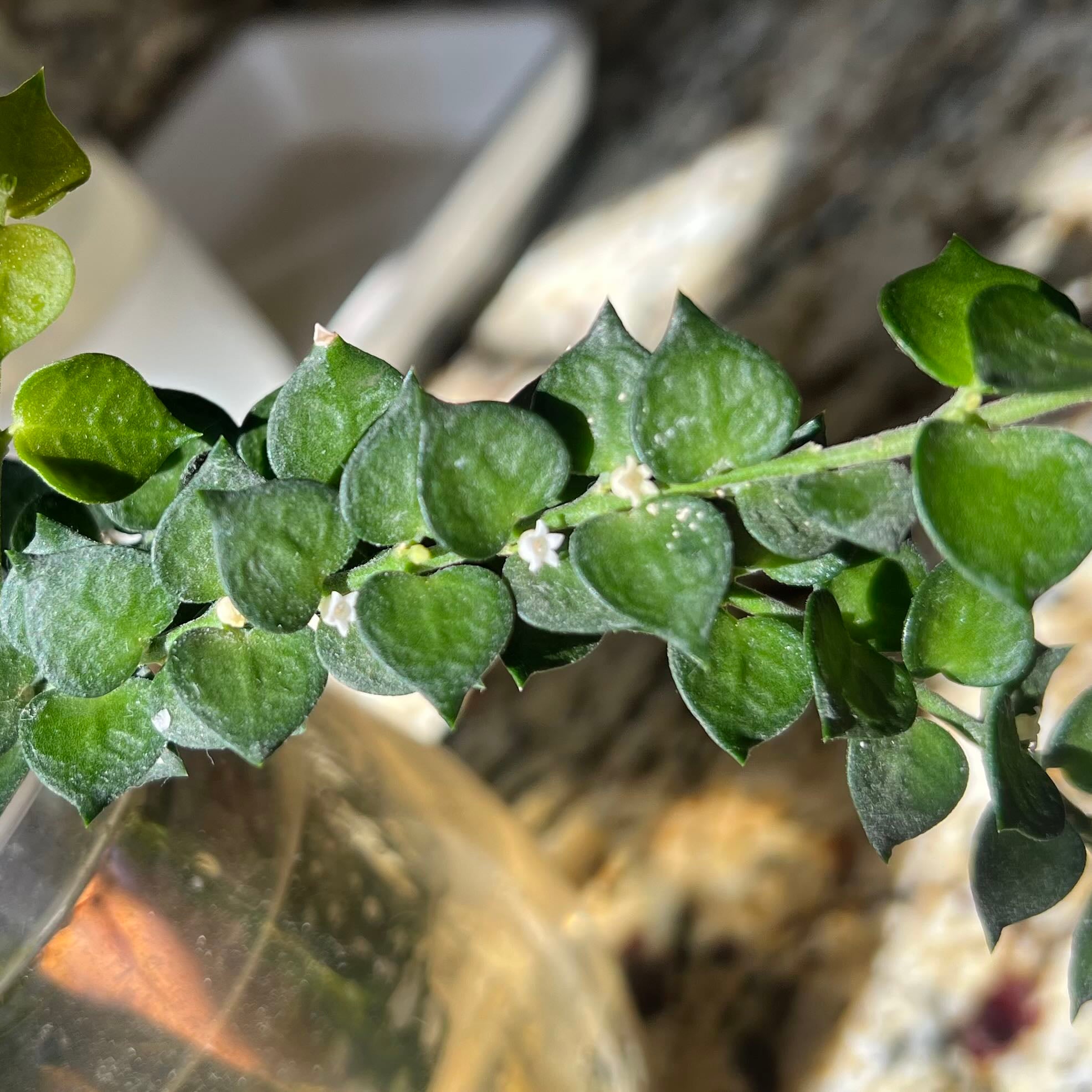 🔍 What to Do About Black Spots on Your Dischidia