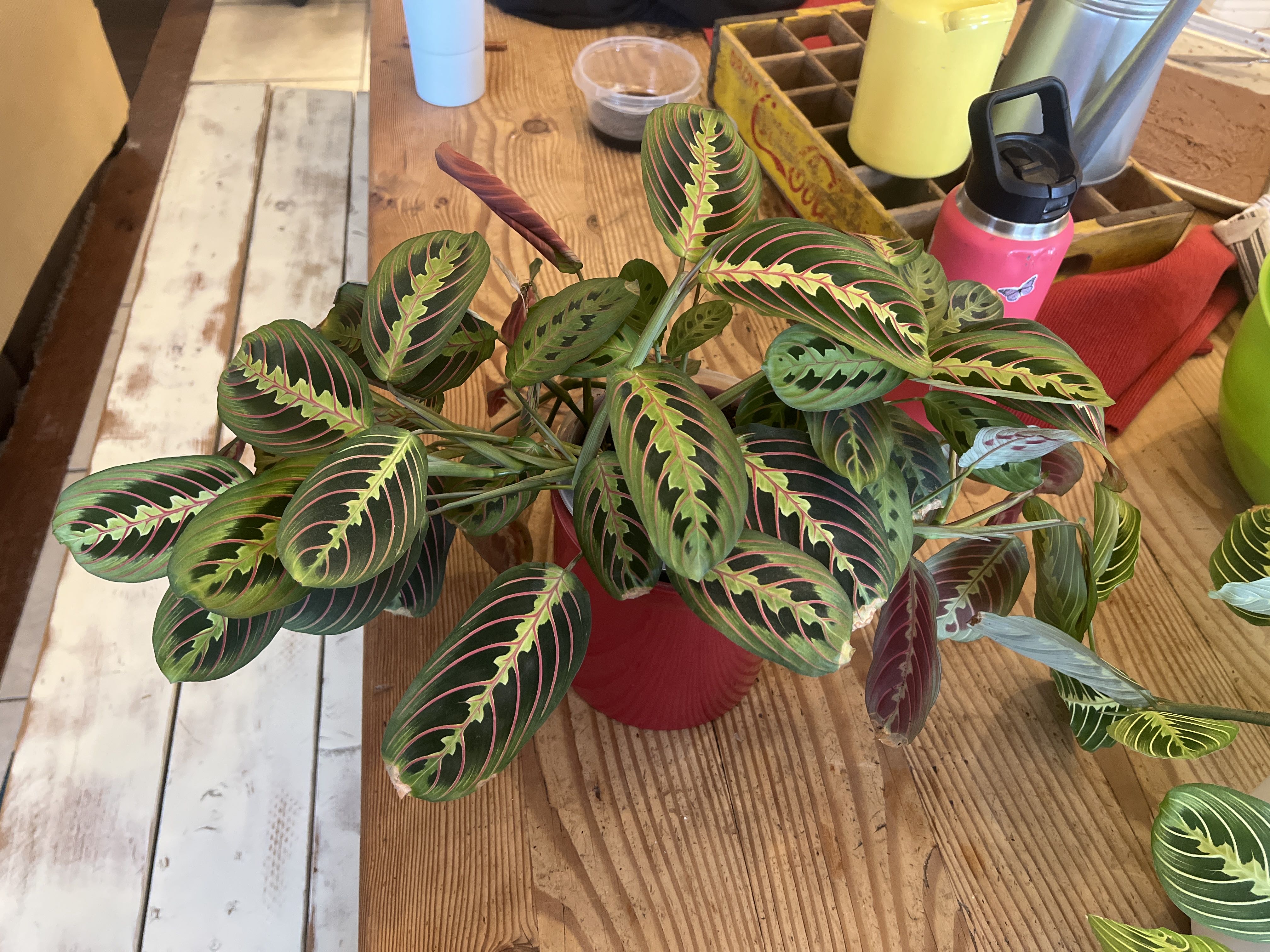 Photo from the post