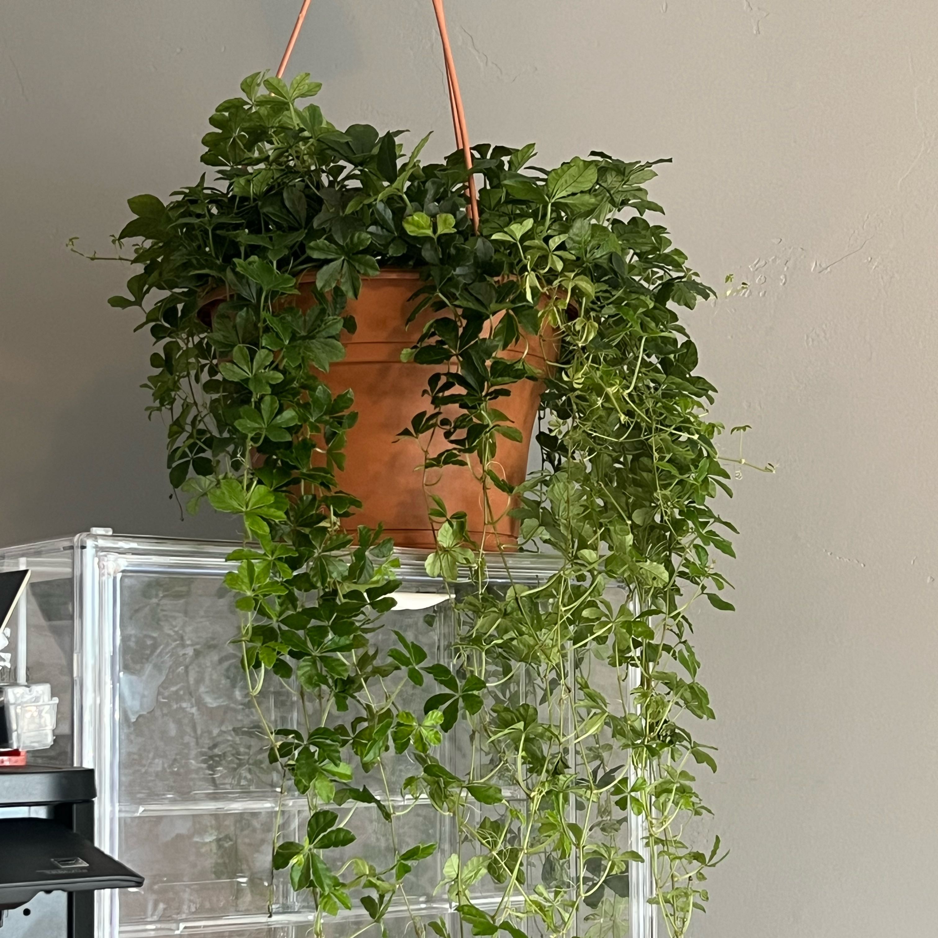 Photo of the plant species Sugar Vine by @TheOddAsity named Zeus on Greg, the plant care app
