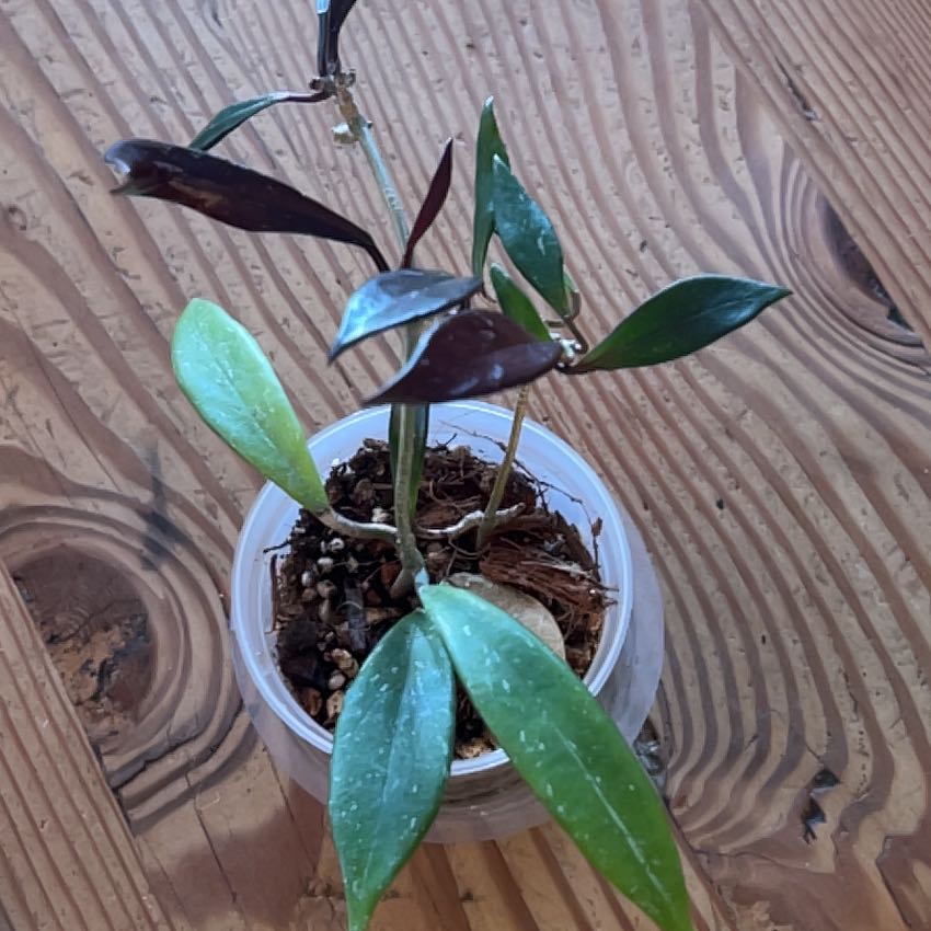 Photo of the plant species Hoya Red Buttons by @TheOddAsity named Rihanna on Greg, the plant care app