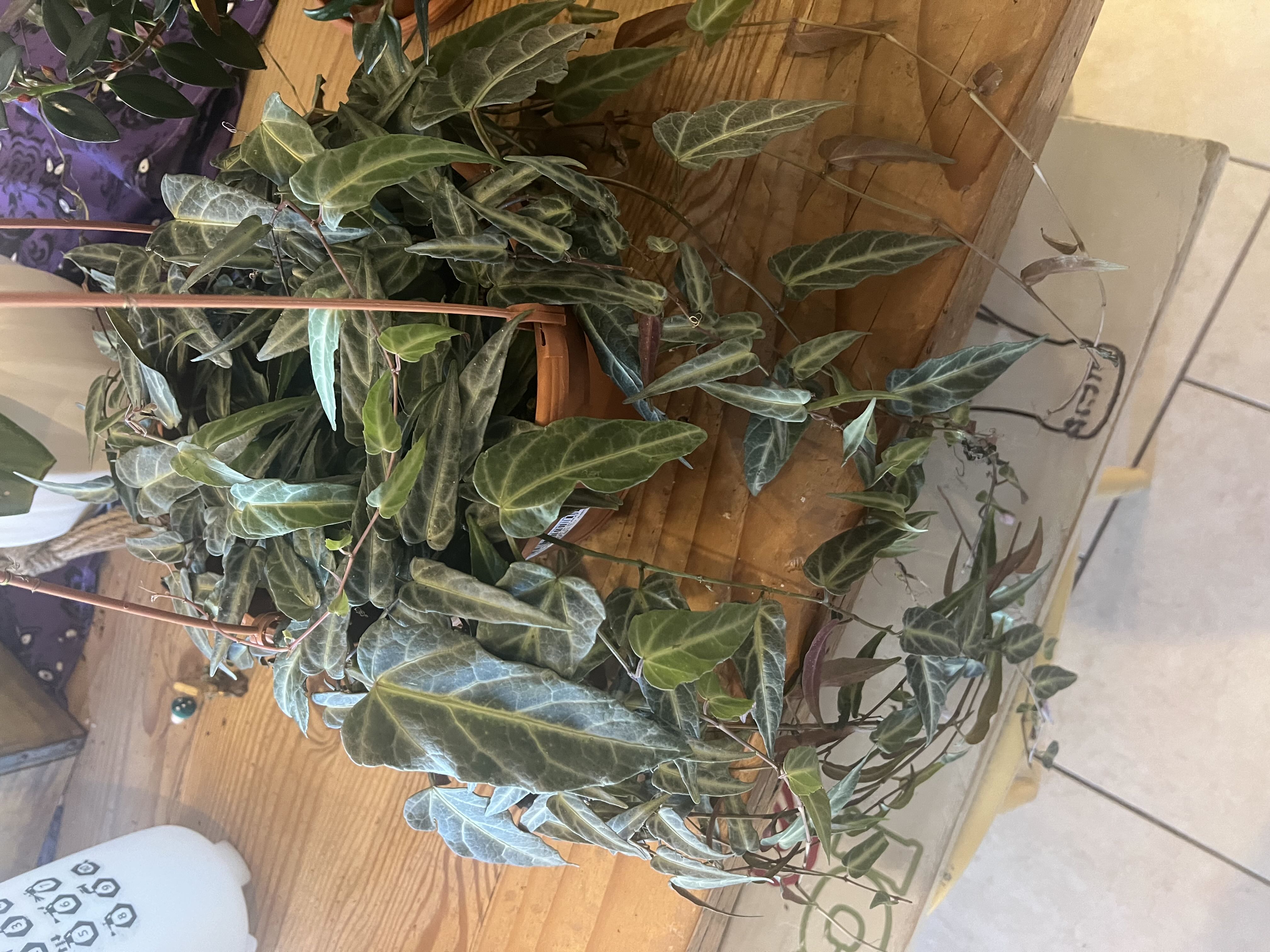 Photo from the post