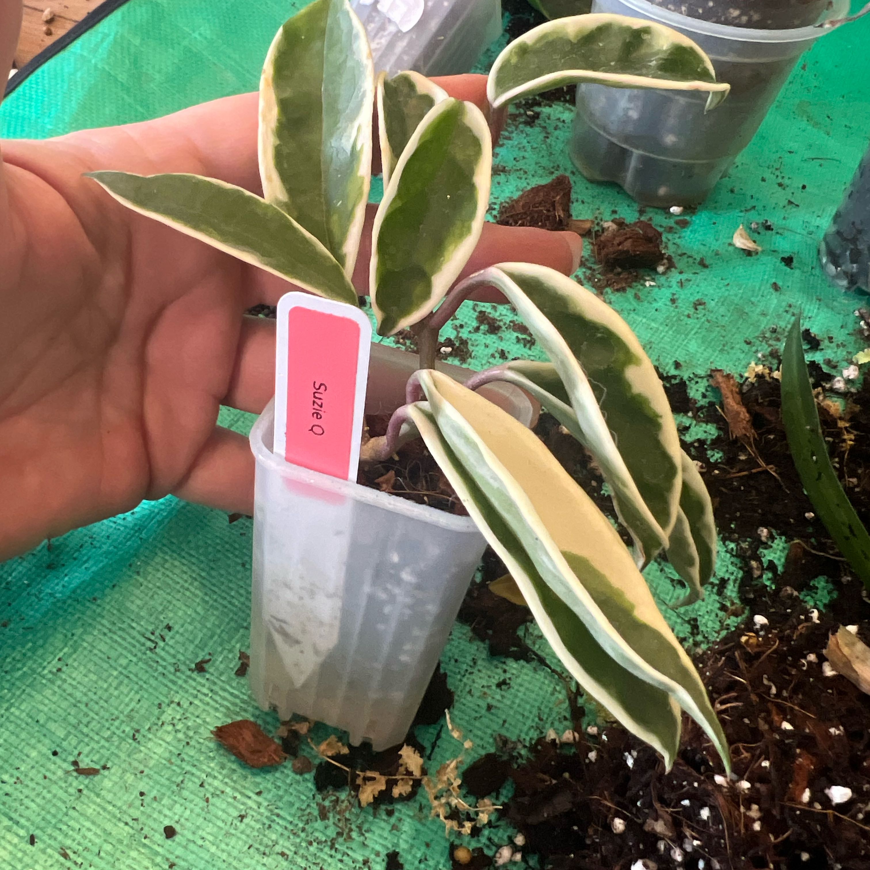 Photo of the plant species Hoya Suzie Q by @TheOddAsity named Ulysses S Plant on Greg, the plant care app