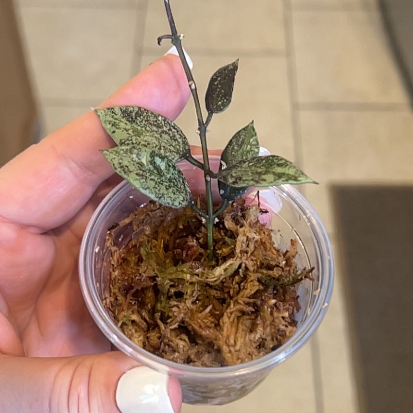 Photo of the plant species Snow Caps Hoya Lacunosa by @TheOddAsity named Baesil on Greg, the plant care app