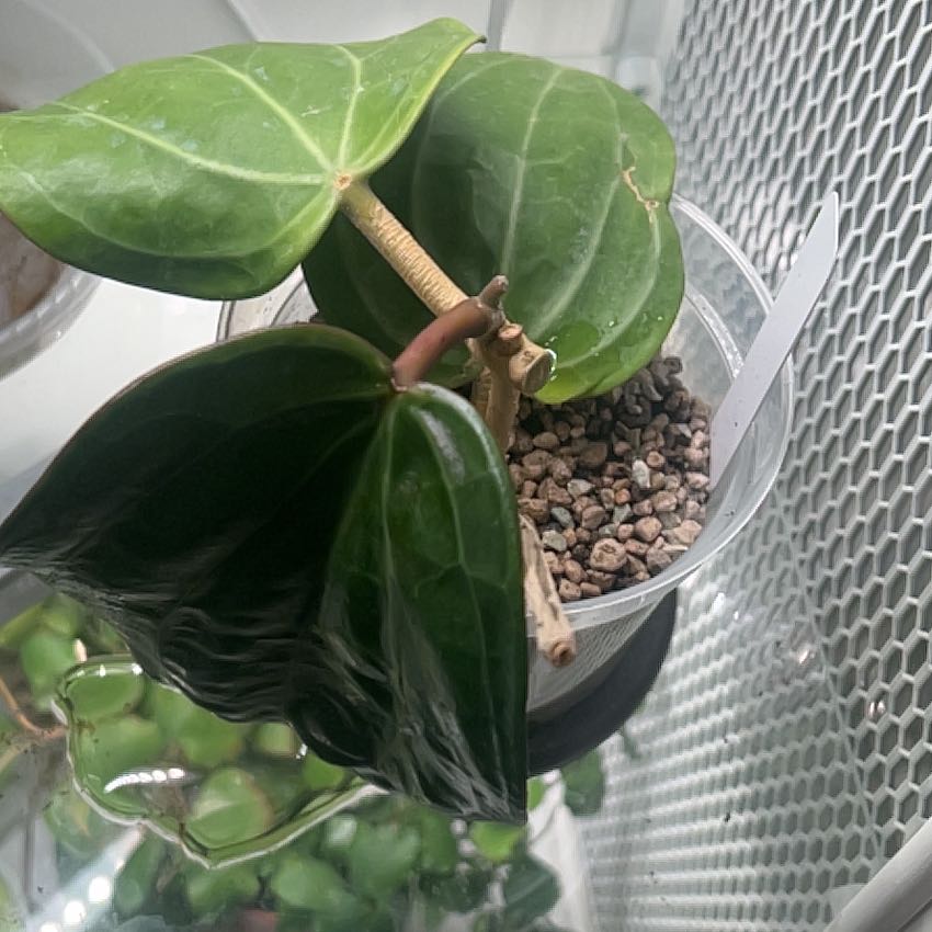 Photo of the plant species Hoya 'Dinner Plate' by @TheOddAsity named Kardashian on Greg, the plant care app
