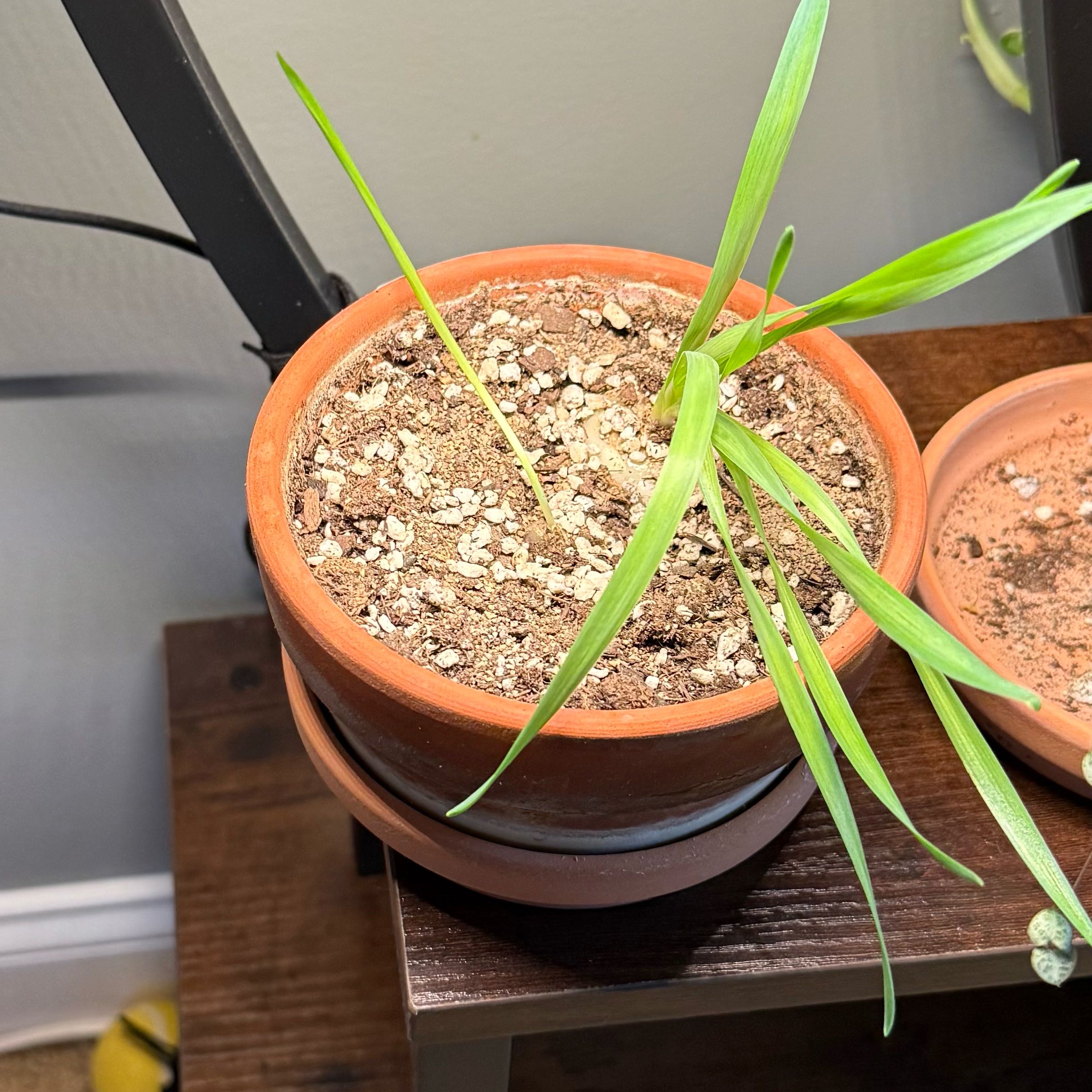 Photo of the plant species Albuca concordiana by @SelectWoodsrose named Rip on Greg, the plant care app