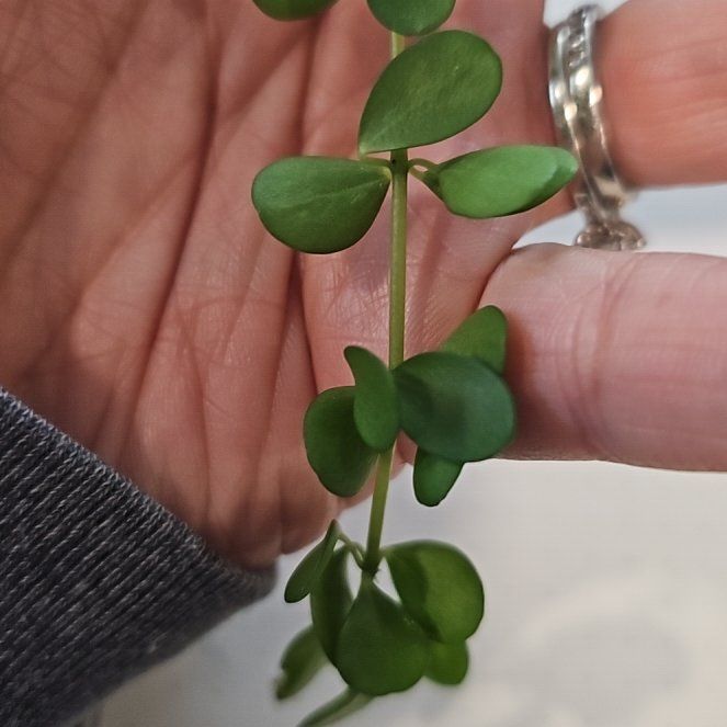 Photo of the plant species Isabella Peperomia by @LithesomeAjwain named Dax on Greg, the plant care app