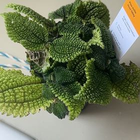 Photo of the plant species Pilea 'Moon Valley' by @SuperSicklepod named Hamilton on Greg, the plant care app
