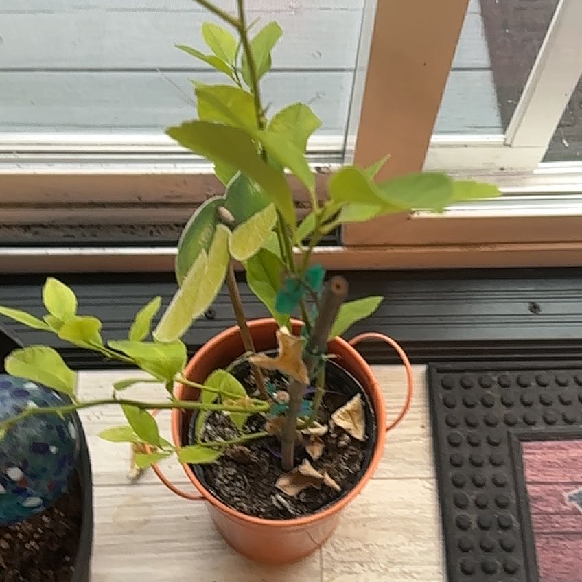 Photo of the plant species Lime Tree by @SuperSicklepod named Sproutacus on Greg, the plant care app