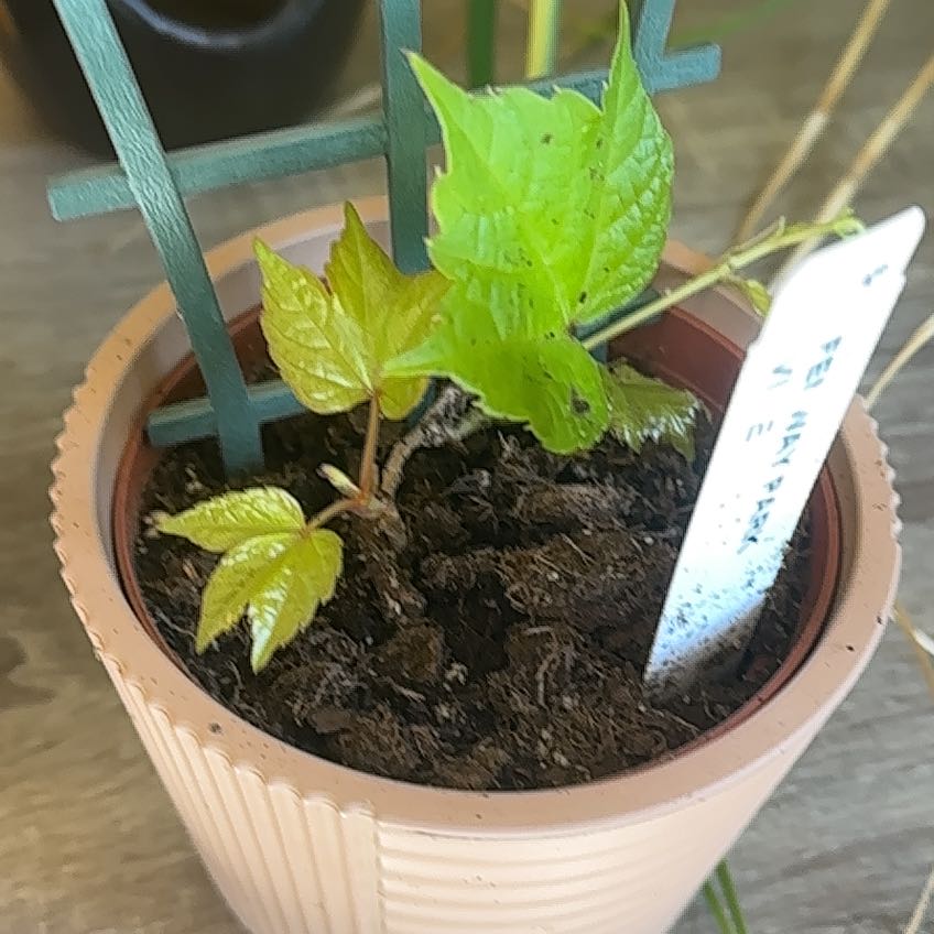 Photo of the plant species Boston Ivy 'Fenway Park' by @SuperSicklepod named LiloStitch on Greg, the plant care app