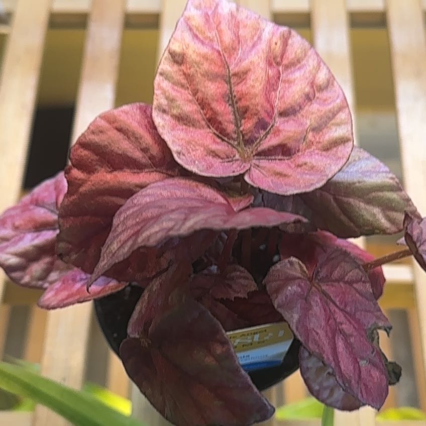 Photo of the plant species Red Anne Nerve Plant by @SuperSicklepod named Luna on Greg, the plant care app