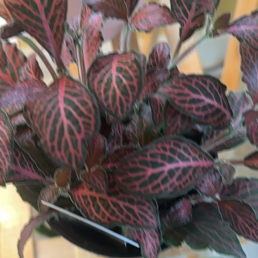 Photo of the plant species Exotic Angel by @SuperSicklepod named Oscar on Greg, the plant care app