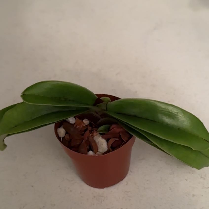 Photo of the plant species Lady Slipper Orchid by @VaultingKoa named Einstein on Greg, the plant care app