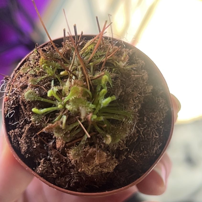 Potted Round-Leaved Sundew plant with visible soil and healthy green leaves.
