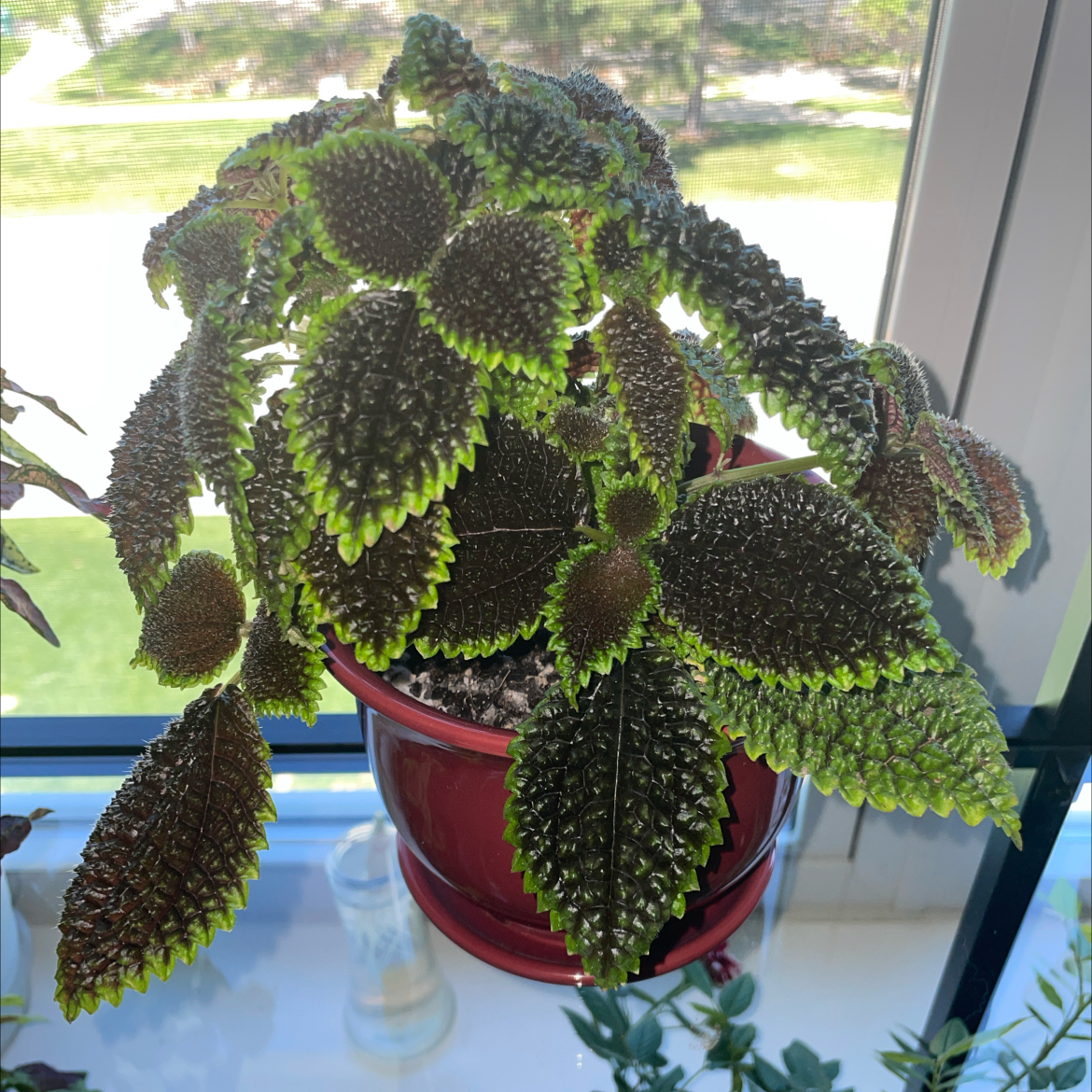 Pilea 'Moon Valley' plant in a red pot with vibrant green and dark leaves.