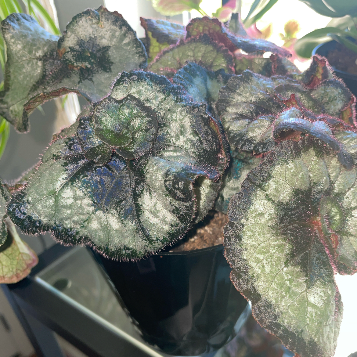 Rex Begonia 'Escargot' plant with spiral leaves in a pot on a glass surface.