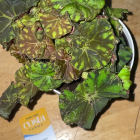 Photo of the plant species Rex Begonia Zumba by @MangleSon named LiloStitch on Greg, the plant care app