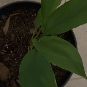 Photo of the plant species White Turmeric by @FancyAster named Elina on Greg, the plant care app