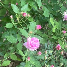 Photo of the plant species Swamp Rose by @HeroineTawapou named Gobi on Greg, the plant care app