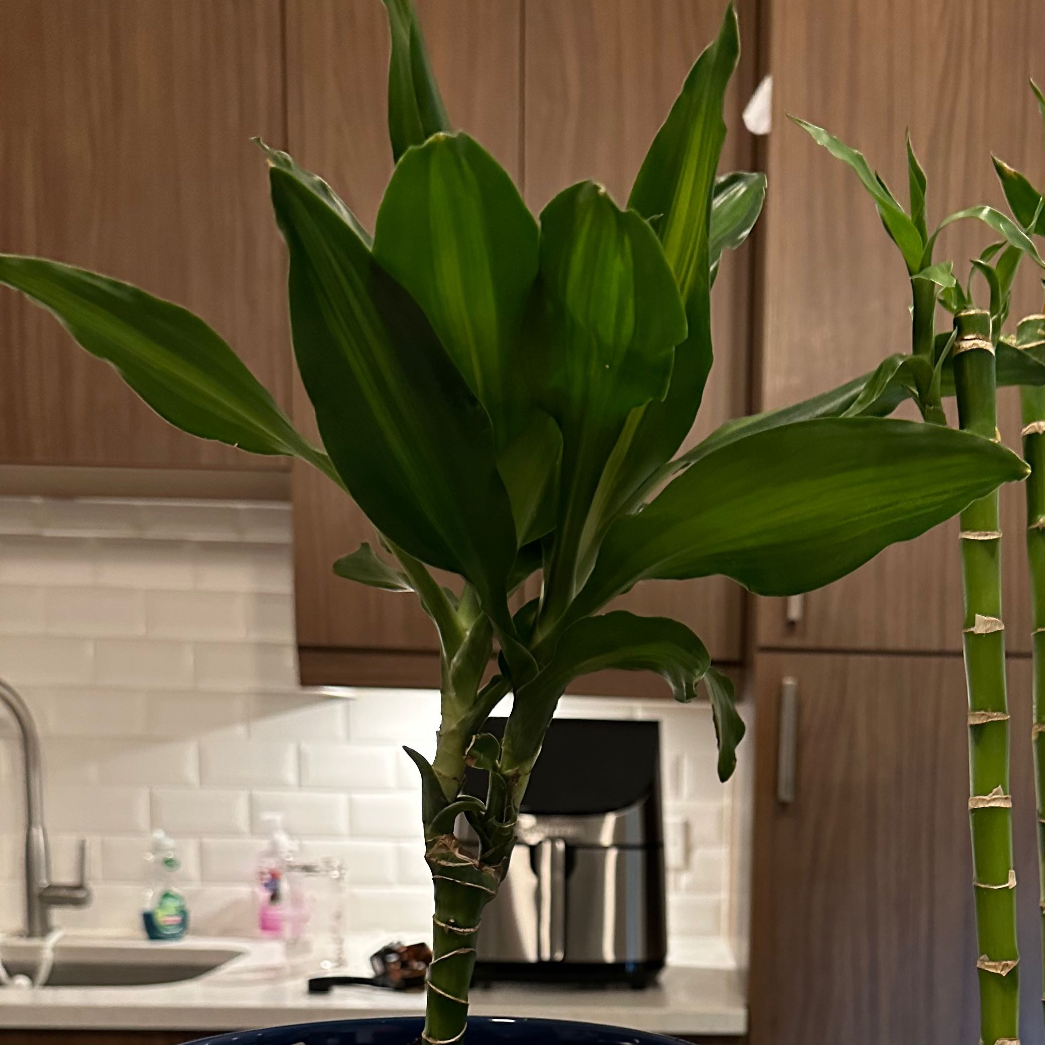 Dracaena Cintho plant indoors with healthy green leaves.