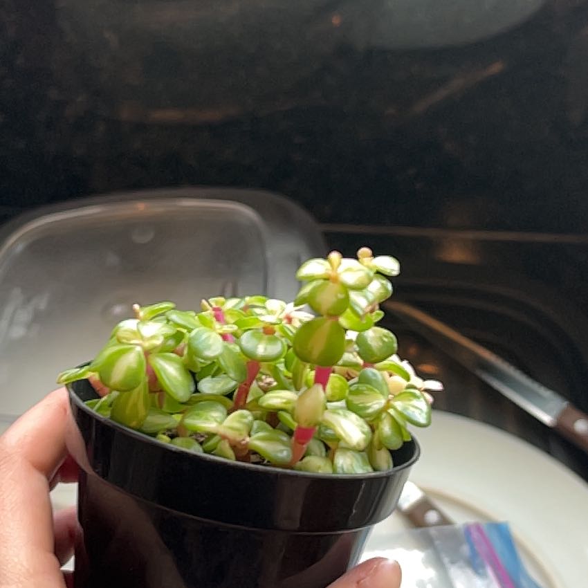 Portulacaria afra 'Kaleidoscope' plant in a small pot with variegated leaves.