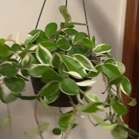 Photo of the plant species Wax Plant by @joeyatlas named Rainier on Greg, the plant care app