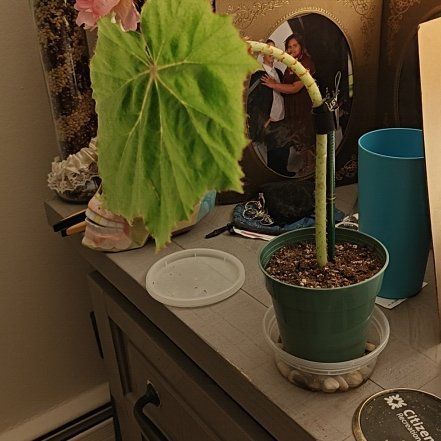 Photo of the plant species Rex Begonia 'Ghost Whisperer' by @GeniusAirplant named Muhammad Ali on Greg, the plant care app