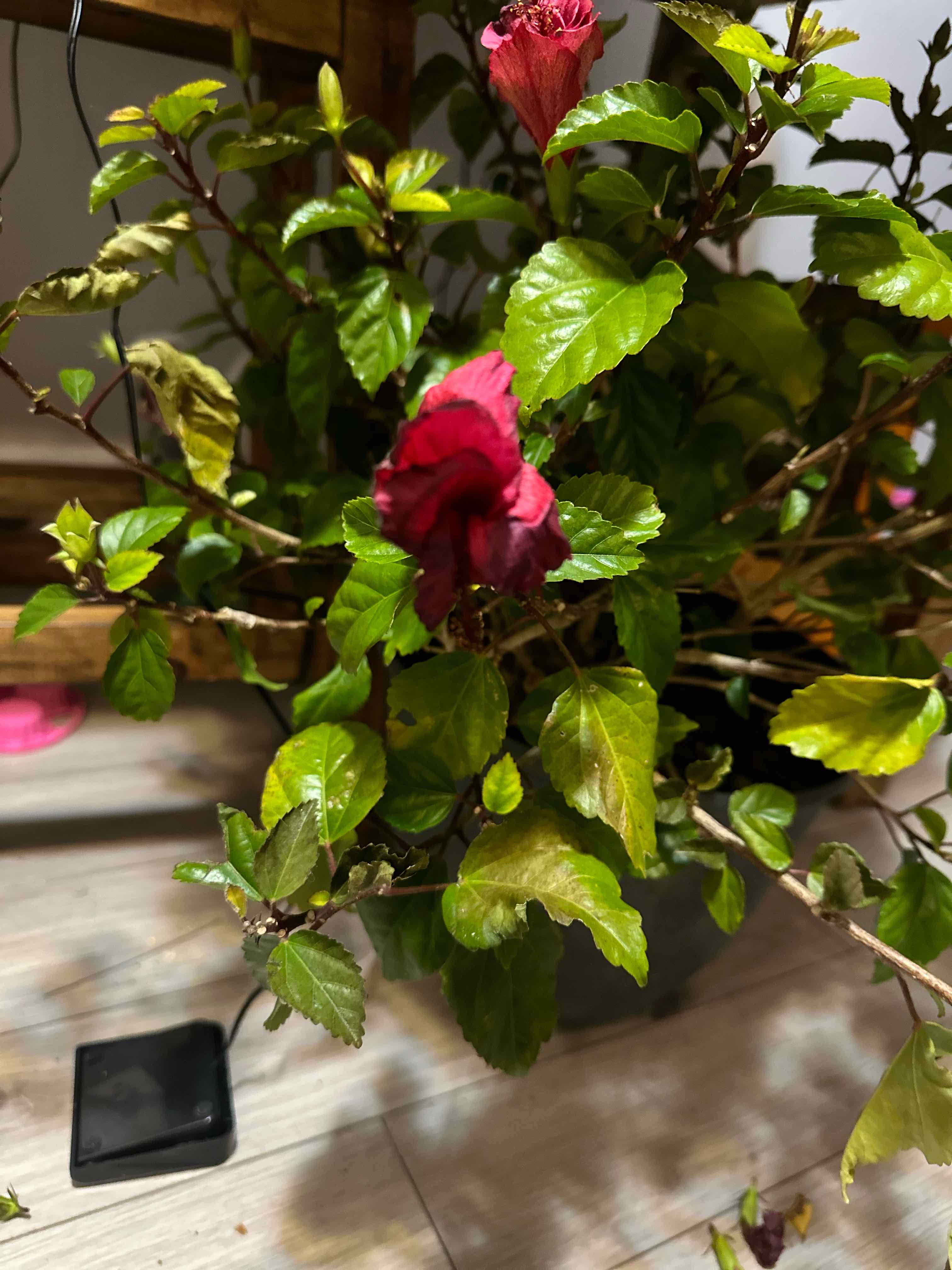 How To Fix Hibiscus Leaves Turning Yellow (Updated 2024)